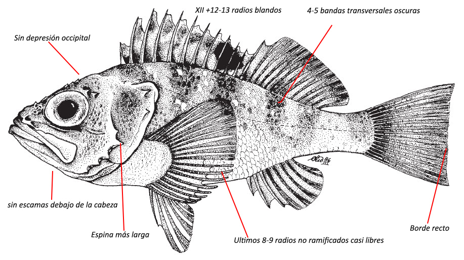 Helicolenus dactylopterus_01.jpg